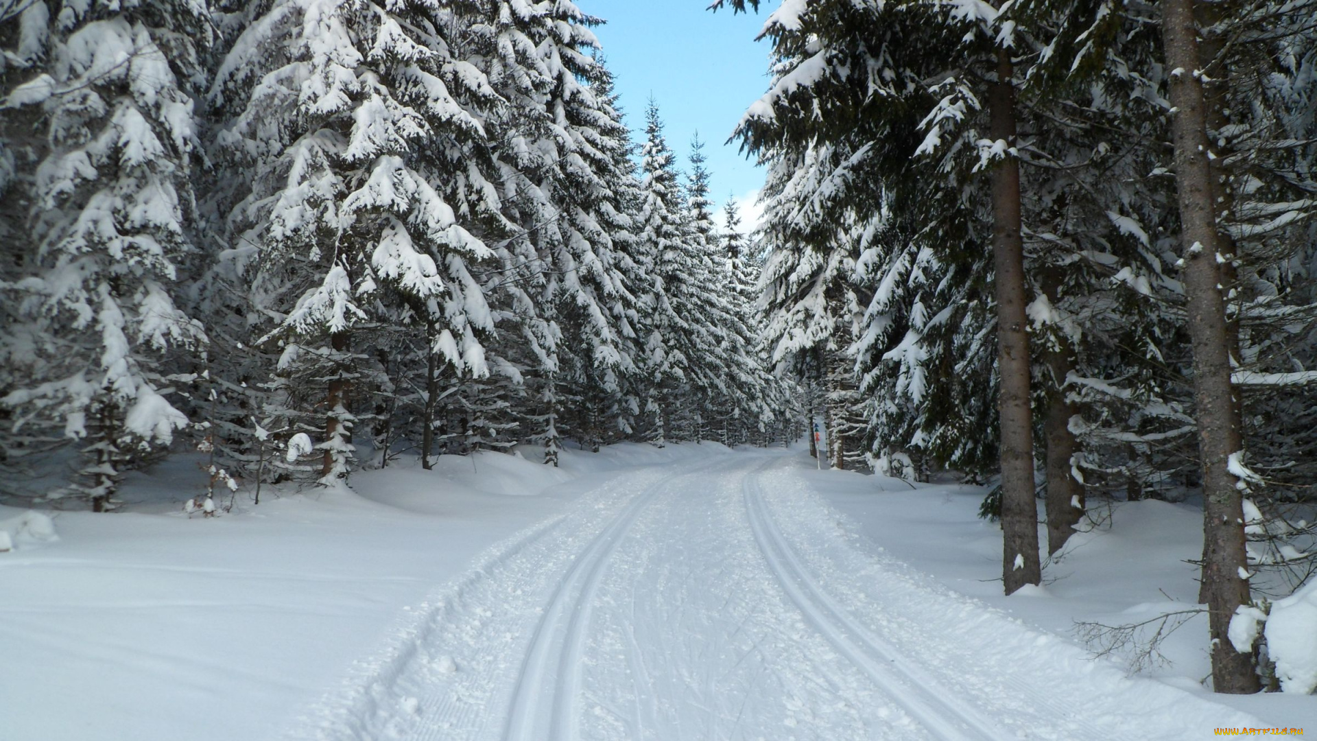 природа, зима, снег, лес