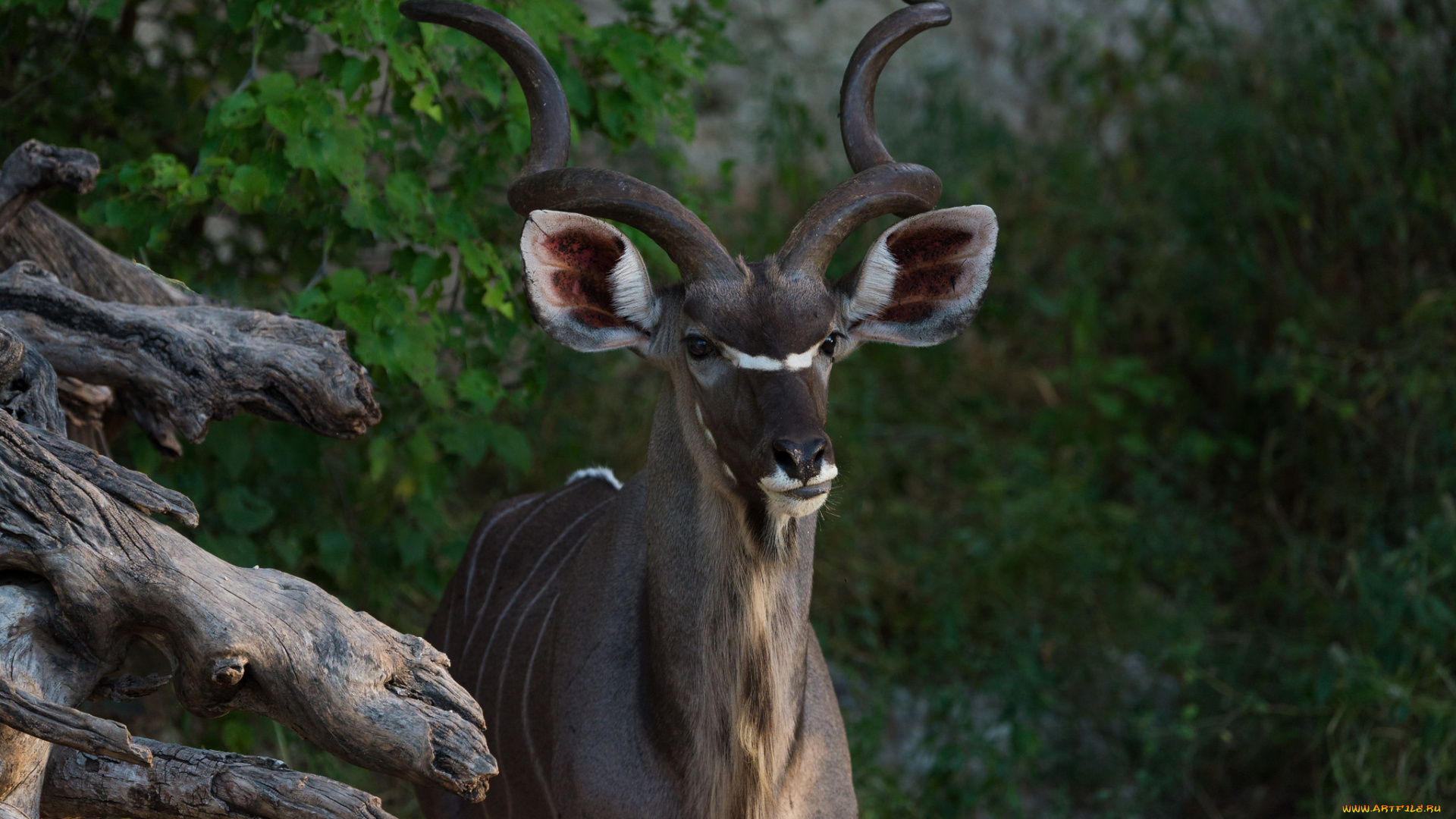 животные, антилопы, козёл, рога, уши, животное, природа