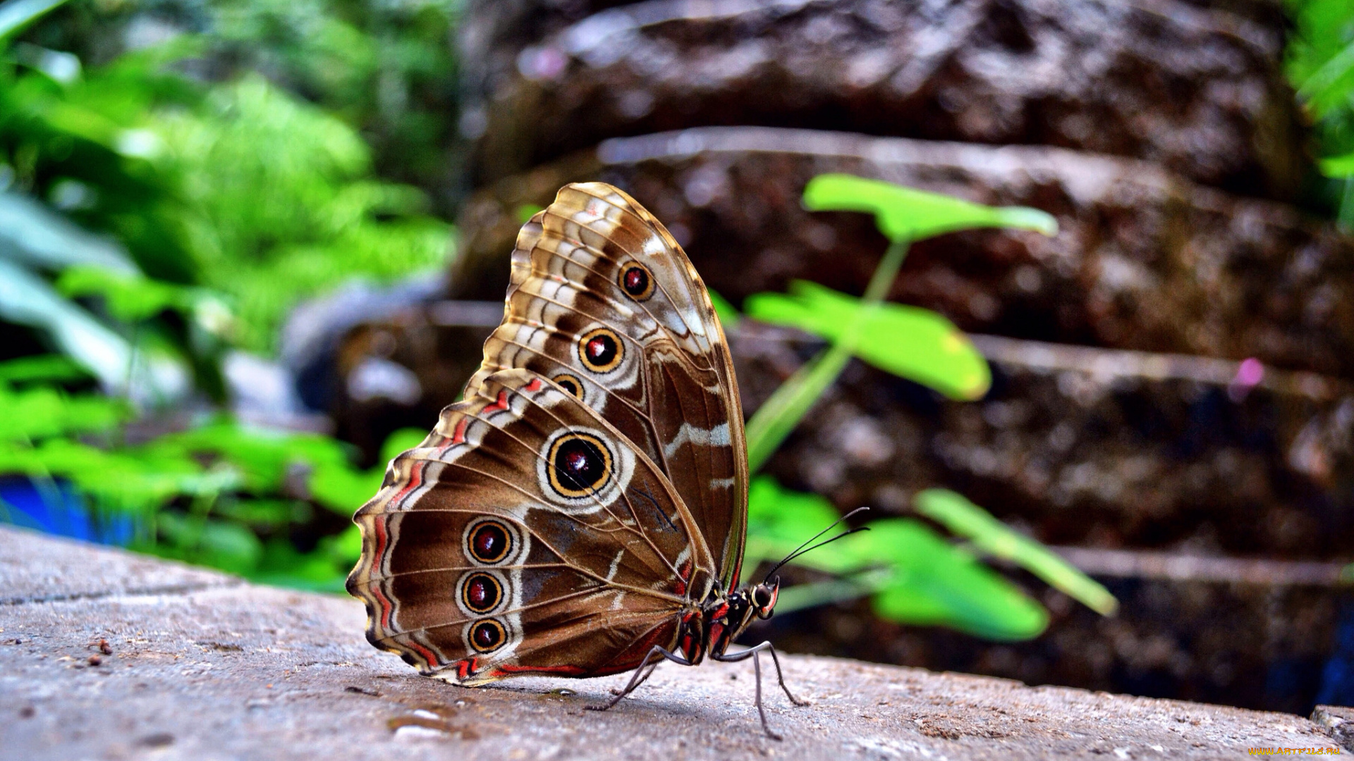 животные, бабочки, бабочка