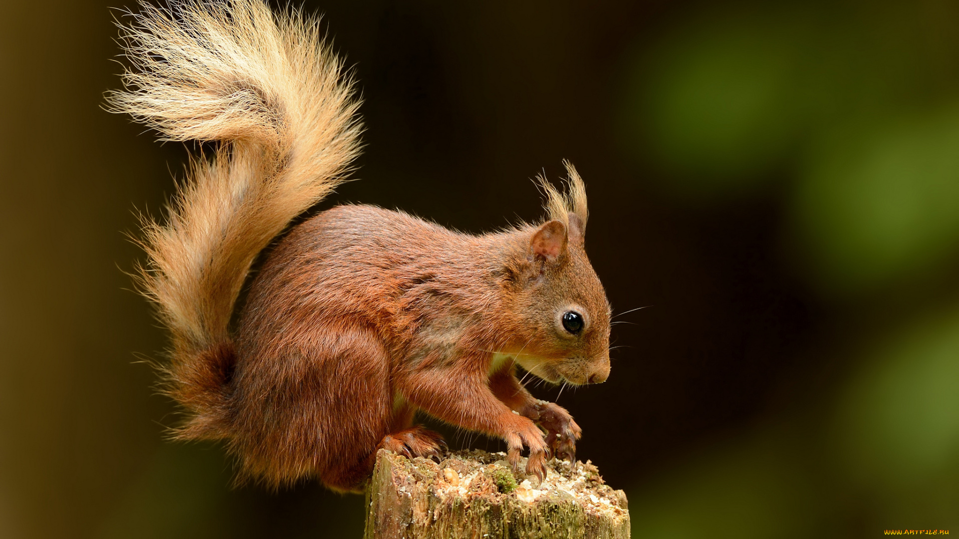 животные, белки, белка