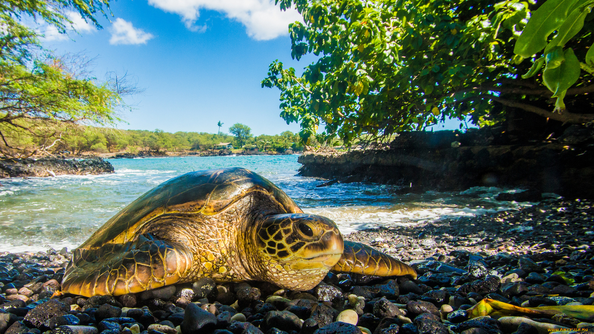 животные, Черепахи, морская, черепаха