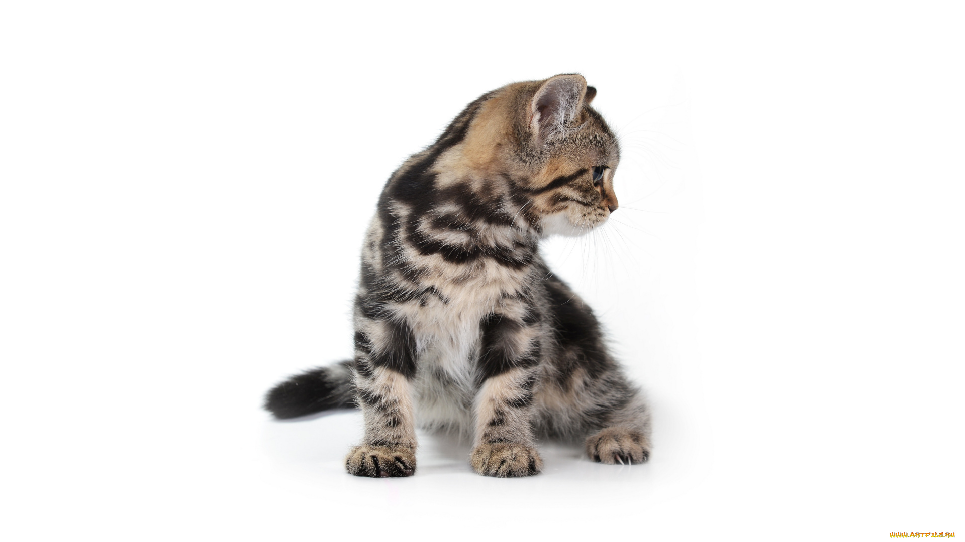 животные, коты, профиль, белый, фон, кот, кошка, котёнок