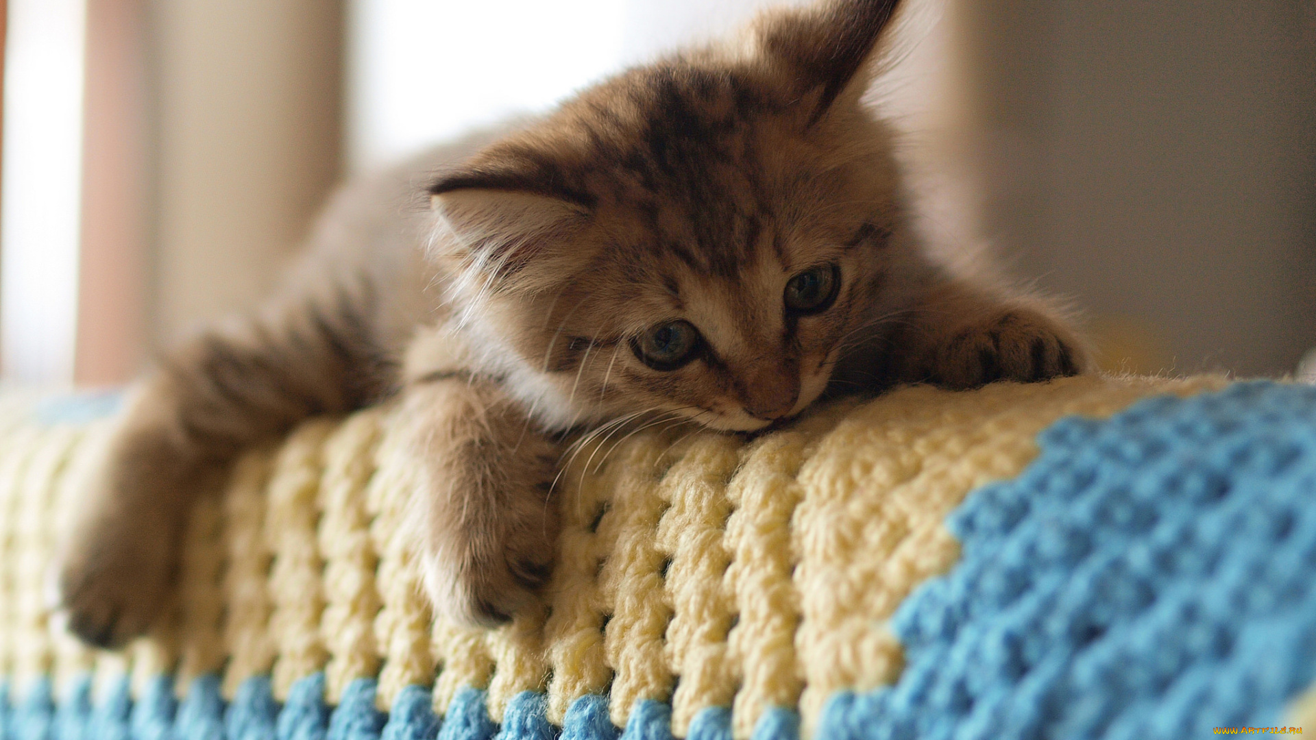 животные, коты, уют, дом, кошка