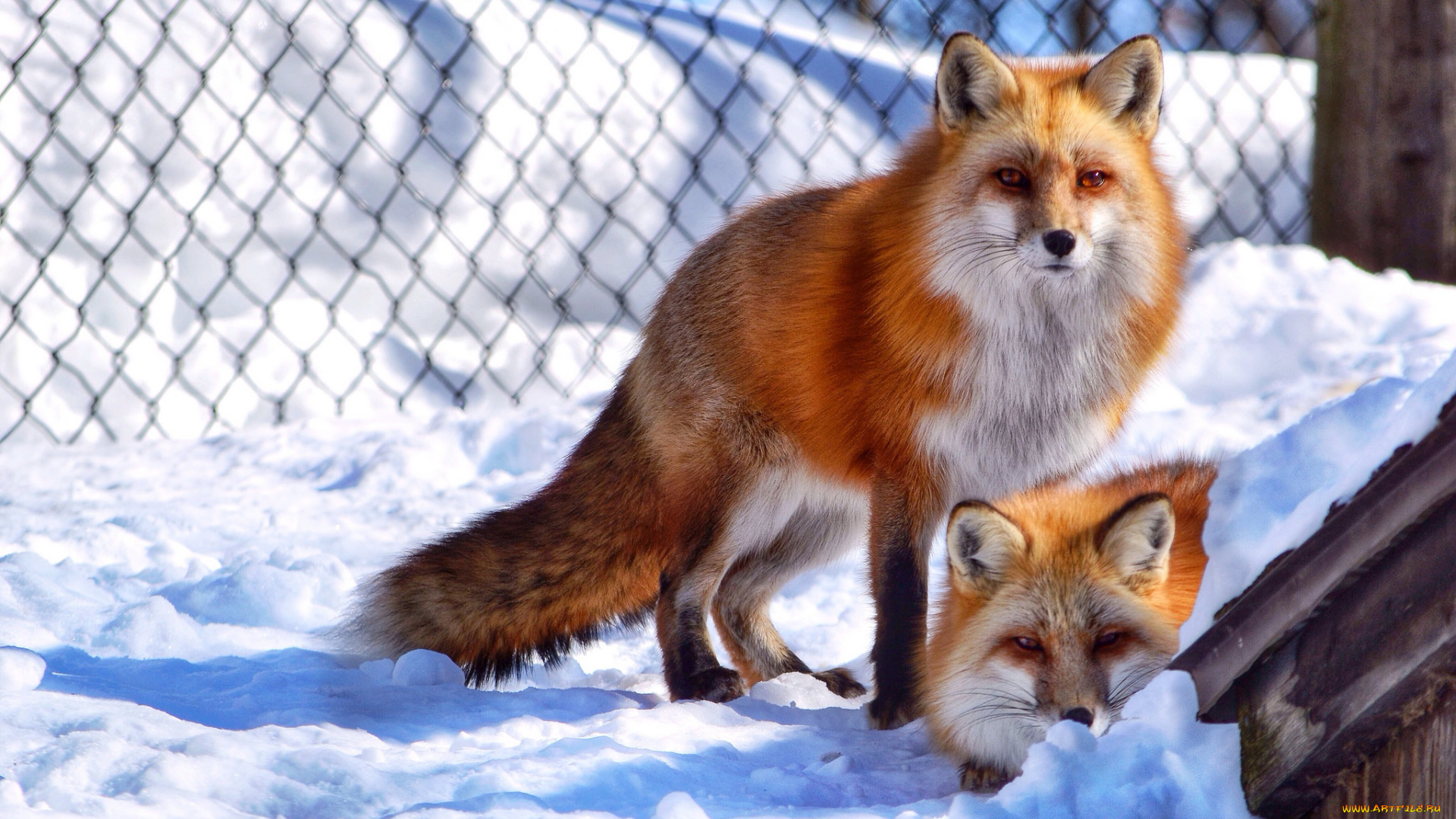 животные, лисы, лисички, вольер