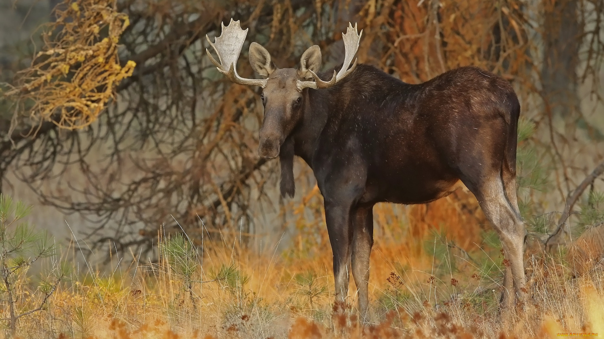животные, лоси, сохатый