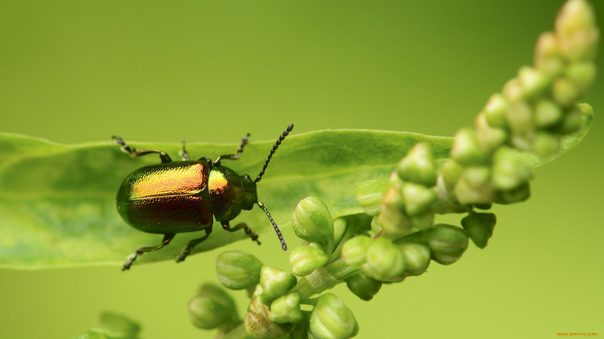 животные, насекомые, жук