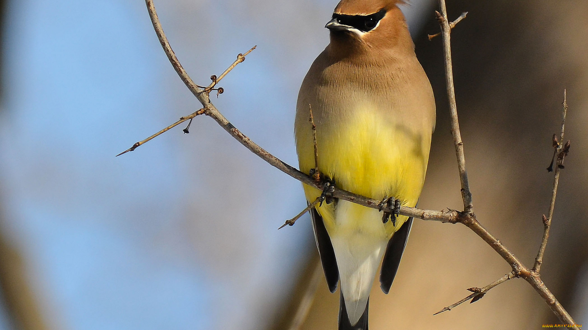 животные, птицы, , рябинник, свиристель
