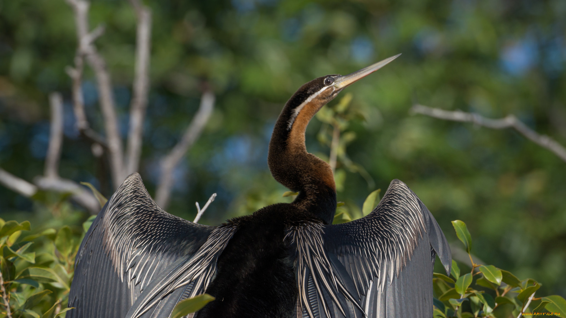 животные, птицы, клюв, шея, крылья, птица