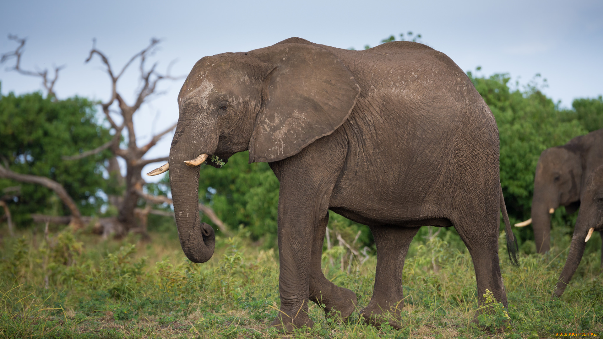 животные, слоны, природа, слон, трава