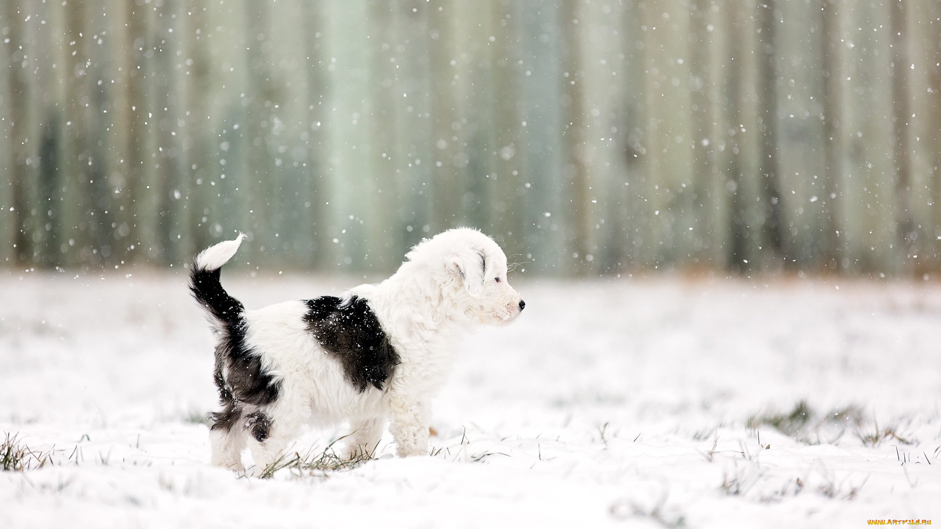 животные, собаки, снег, фон, щенок