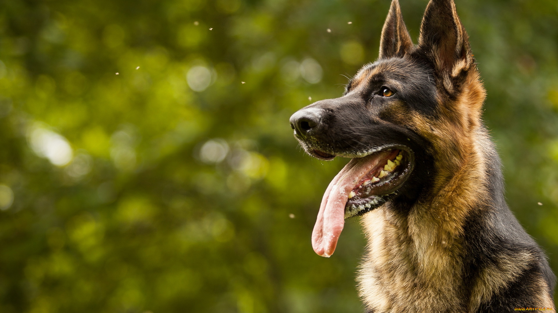 животные, собаки, язык, морда, взгляд