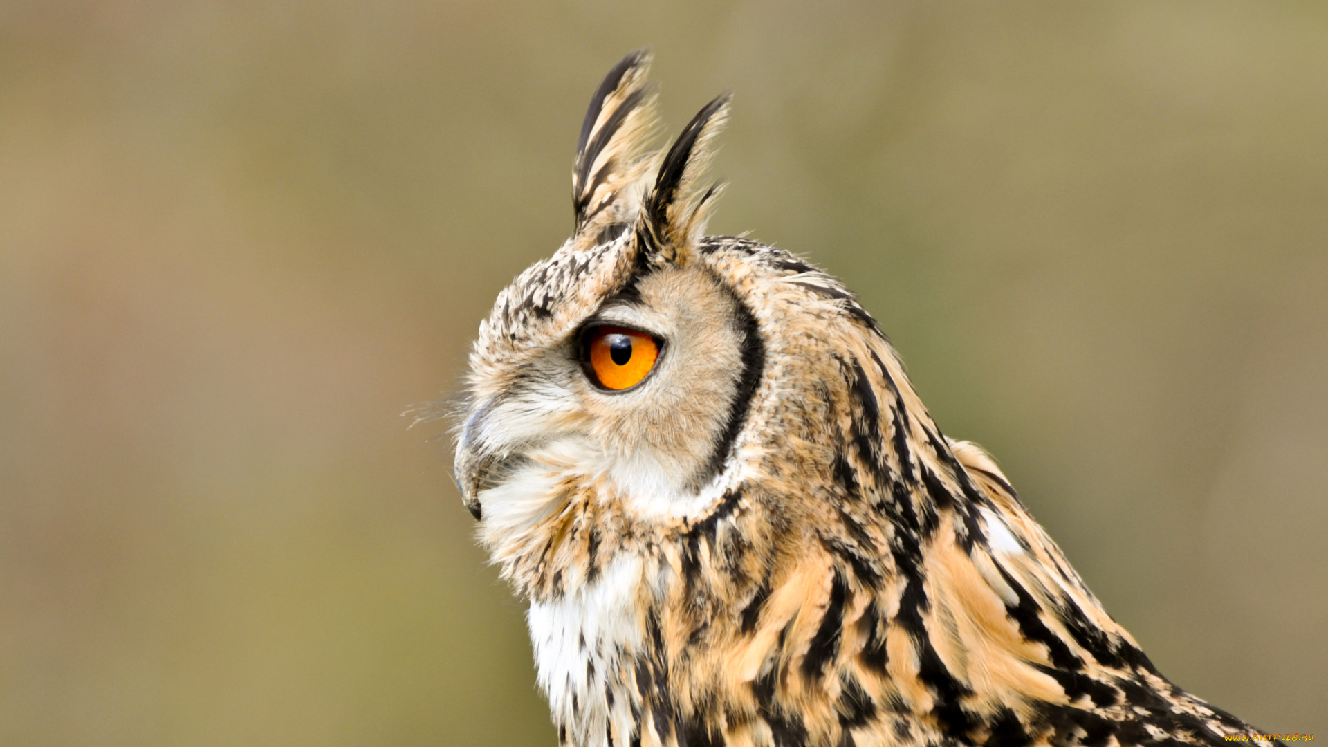 животные, совы, взгляд, профиль, птица, длинноухая, сова