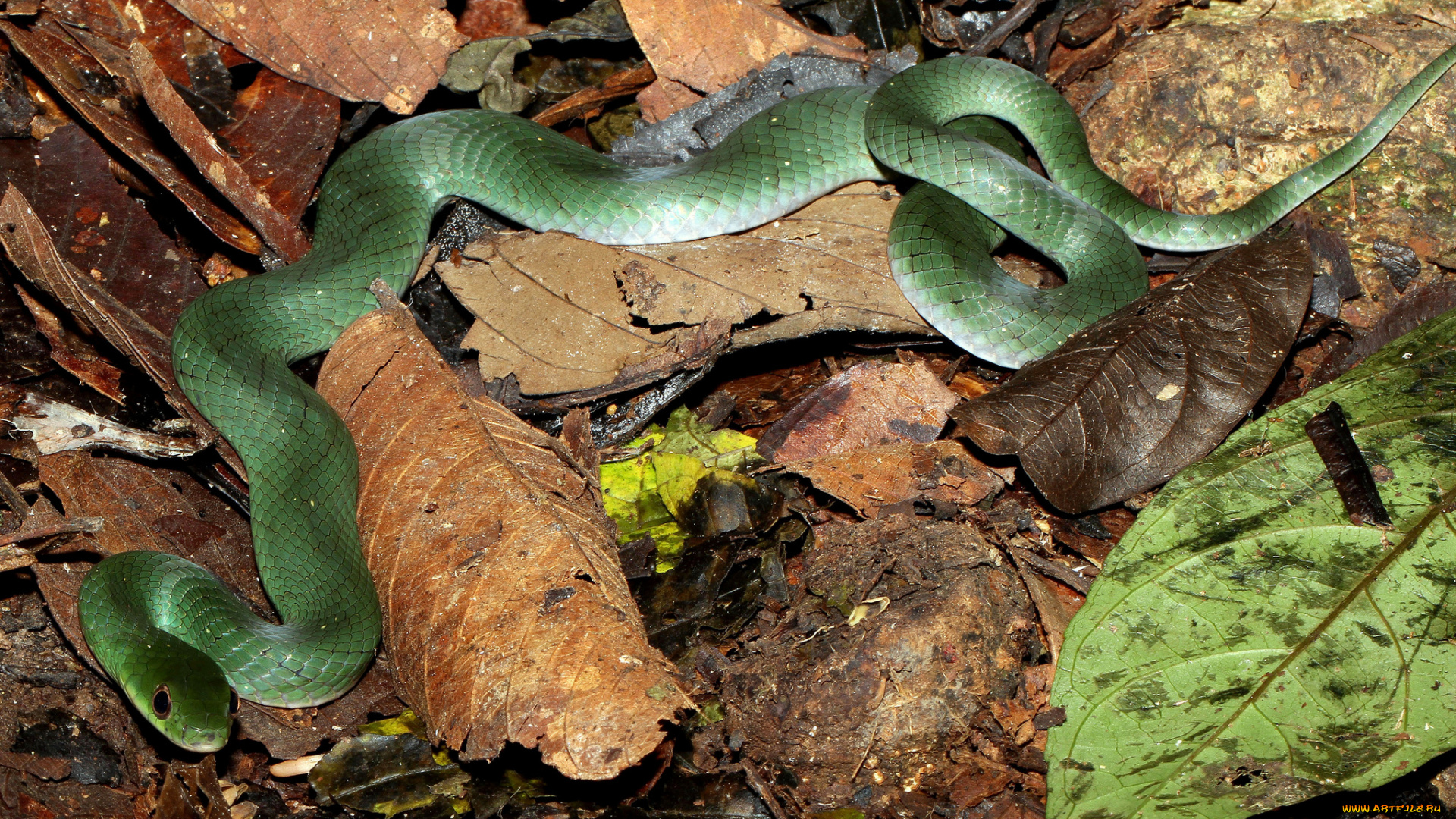 животные, змеи, , питоны, , кобры, змея