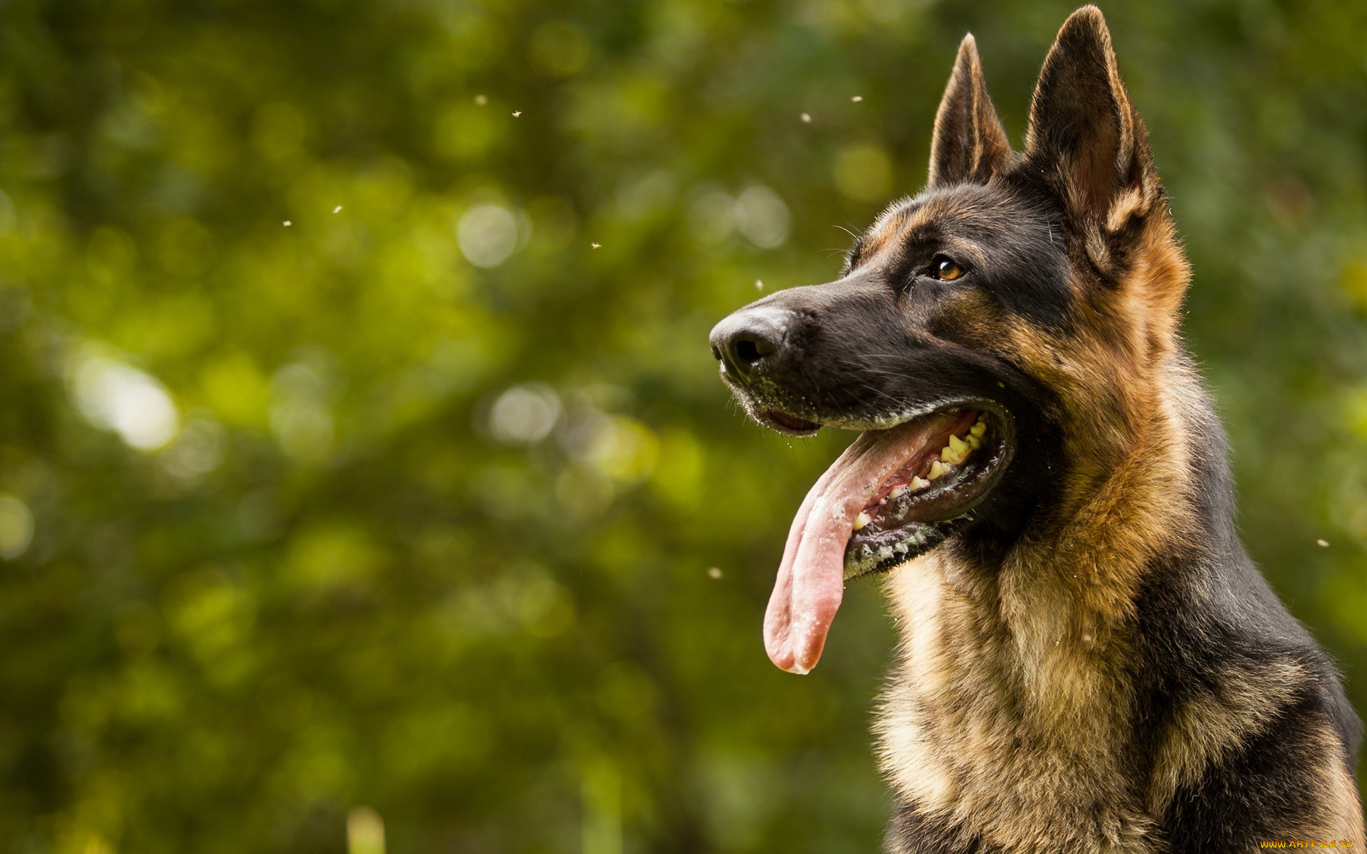 животные, собаки, язык, морда, взгляд