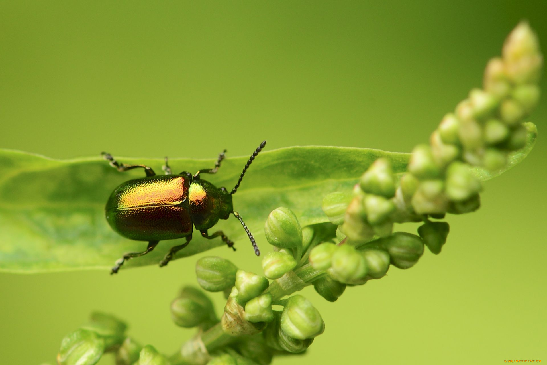 животные, насекомые, жук