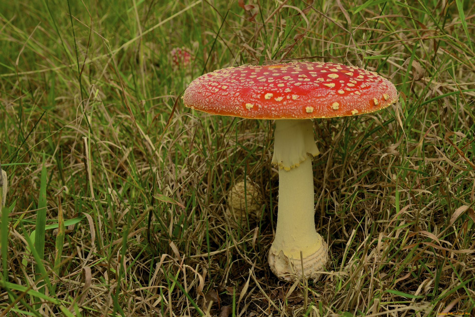 природа, грибы, , мухомор, трава, гриб, мухомор