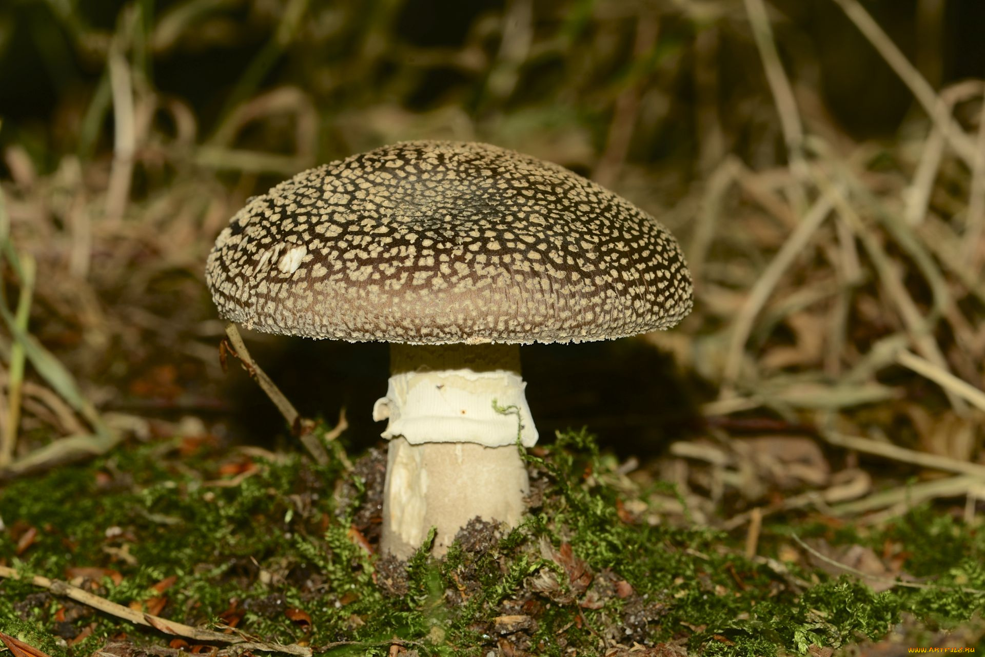 природа, грибы, , мухомор, трава, коричневый, мухомор