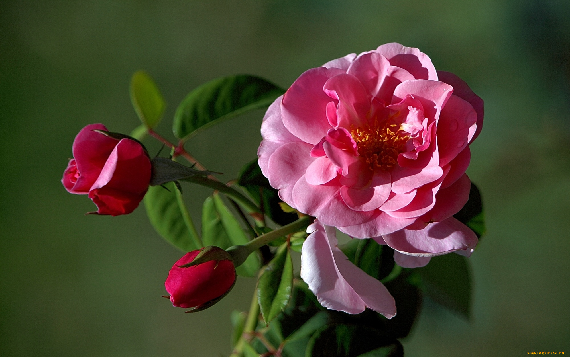 цветы, розы, бутоны