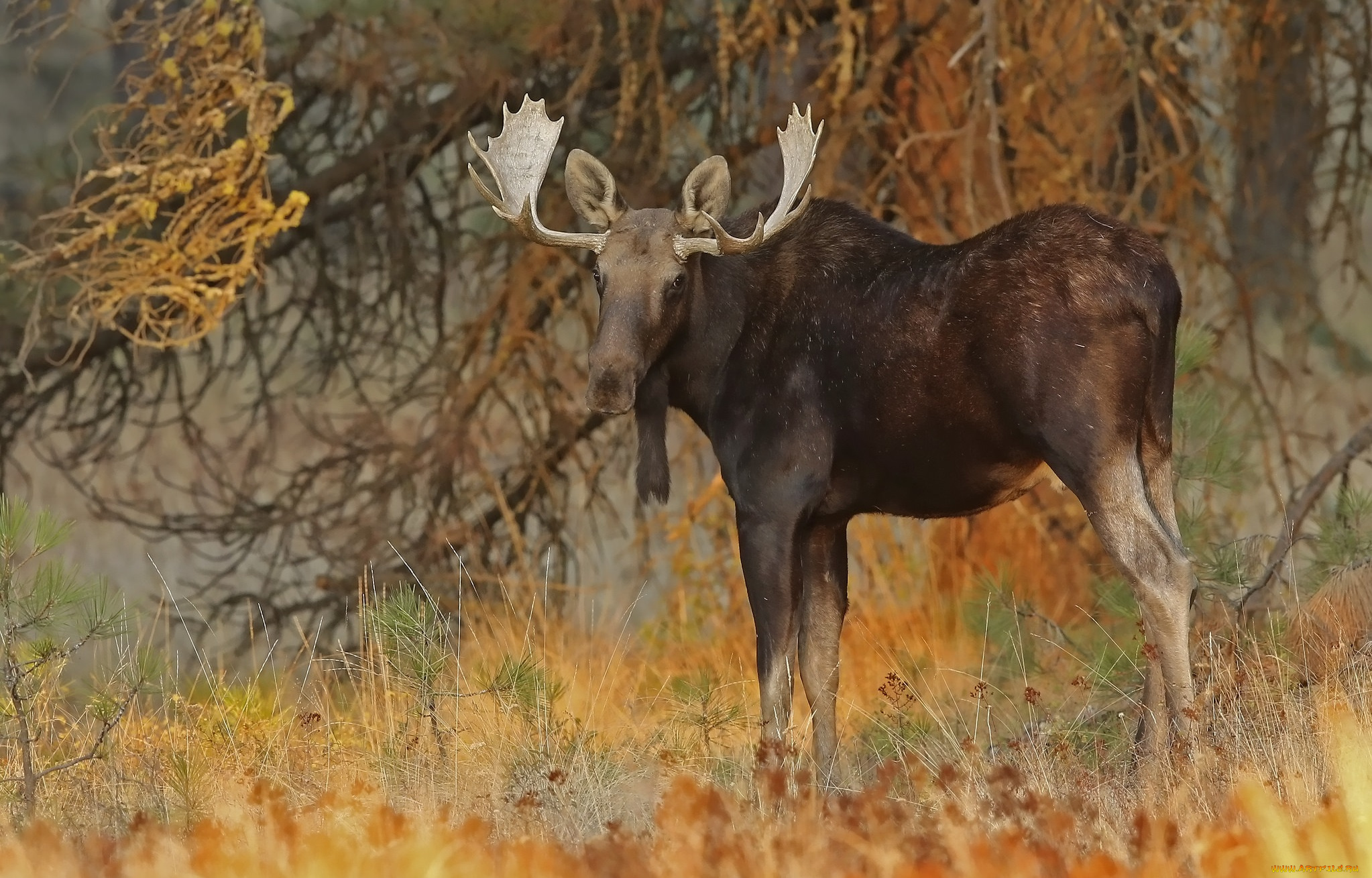 животные, лоси, сохатый