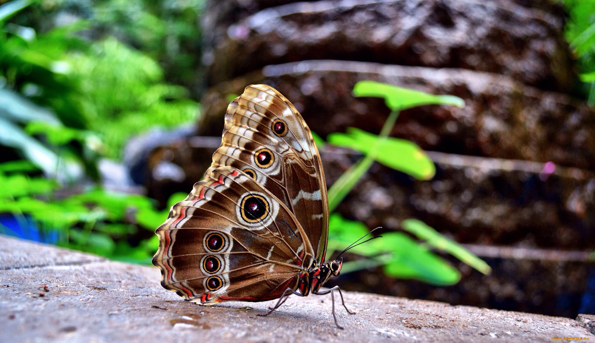 животные, бабочки, бабочка
