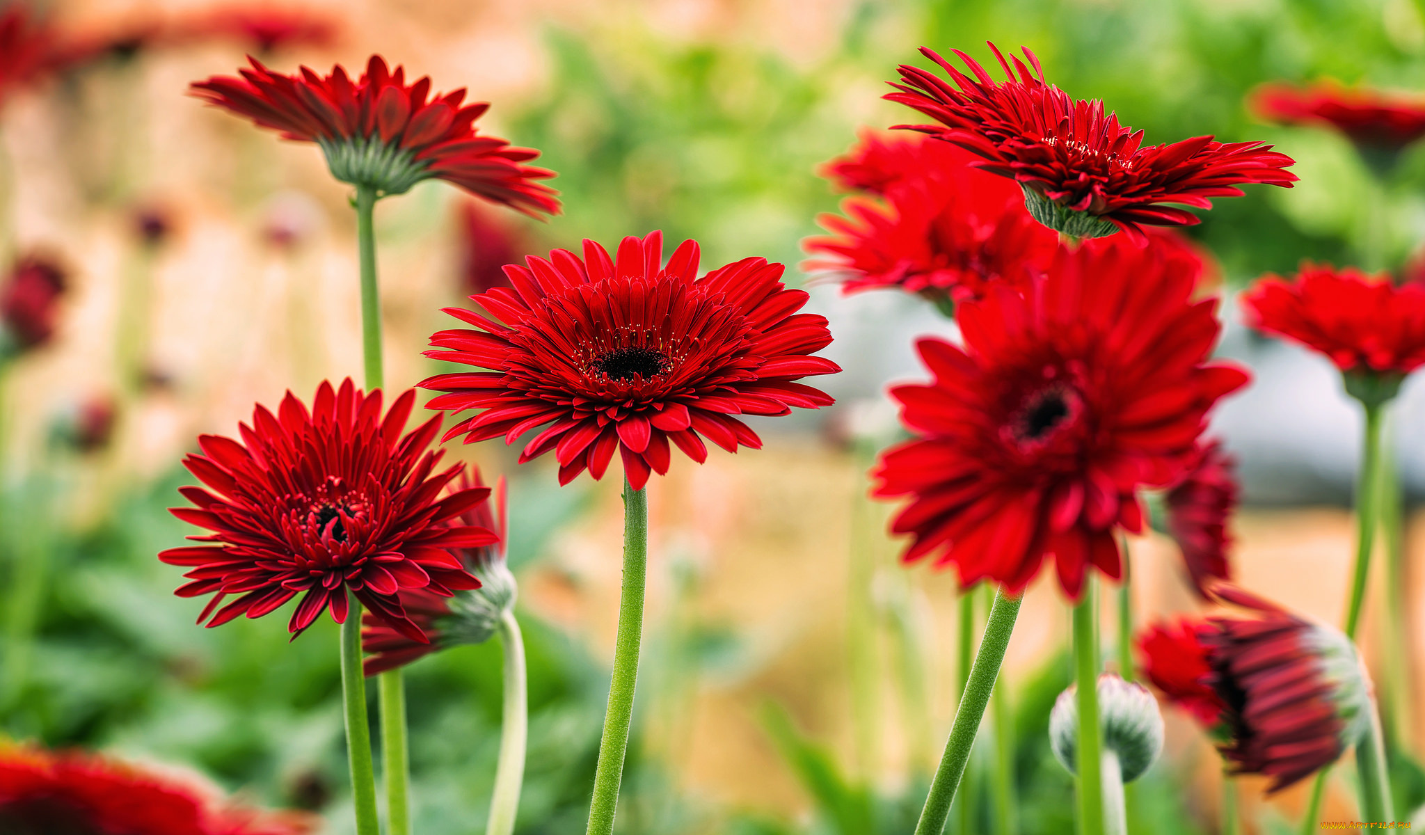 цветы, герберы, яркие, цветение, красные
