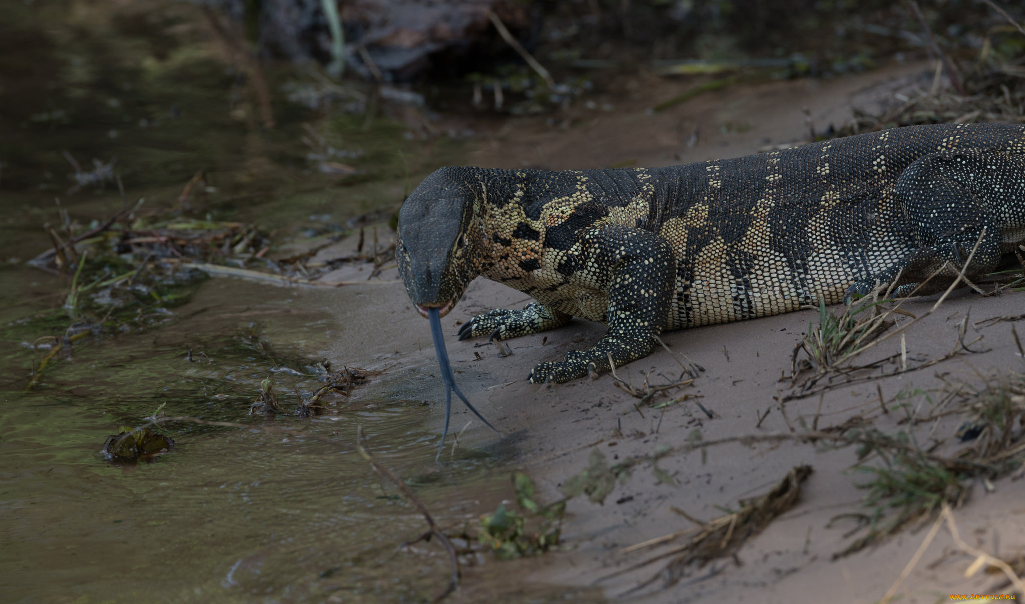 животные, Ящерицы, , игуаны, , вараны, ящерица, хладнокровное, природа