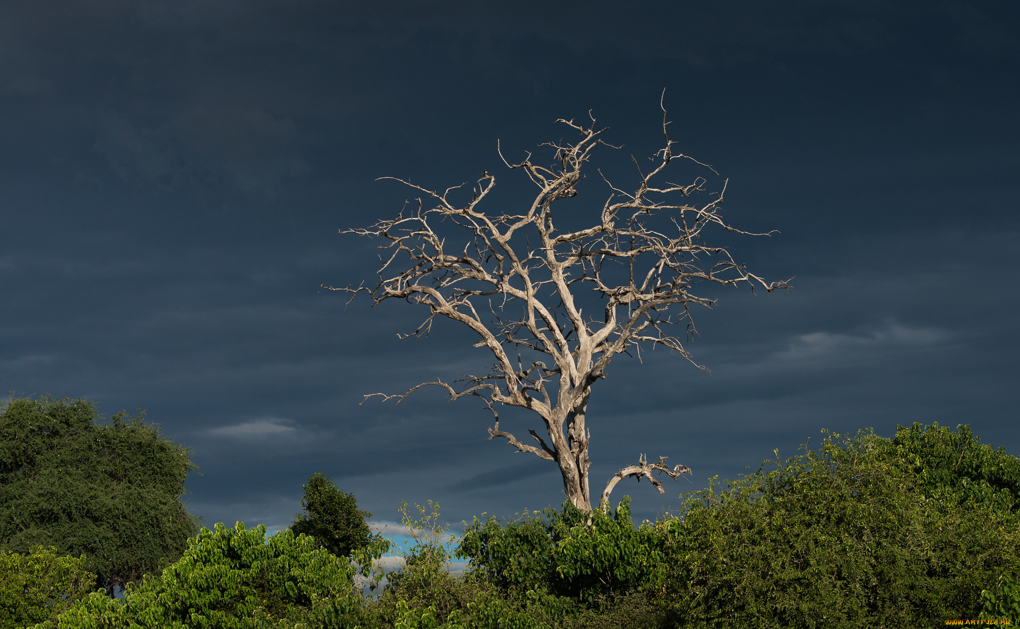 природа, деревья, небо, ветки, корявое, сухое, дерево, кусты, тучи