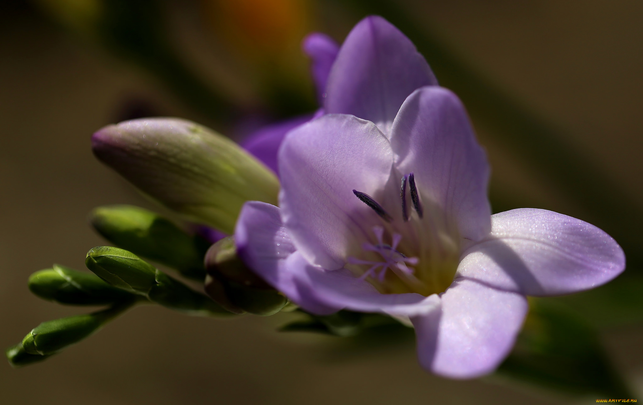 цветы, фрезия, цветение