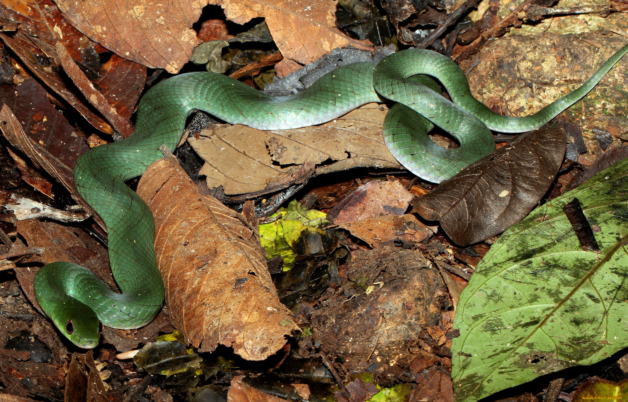 животные, змеи, , питоны, , кобры, змея