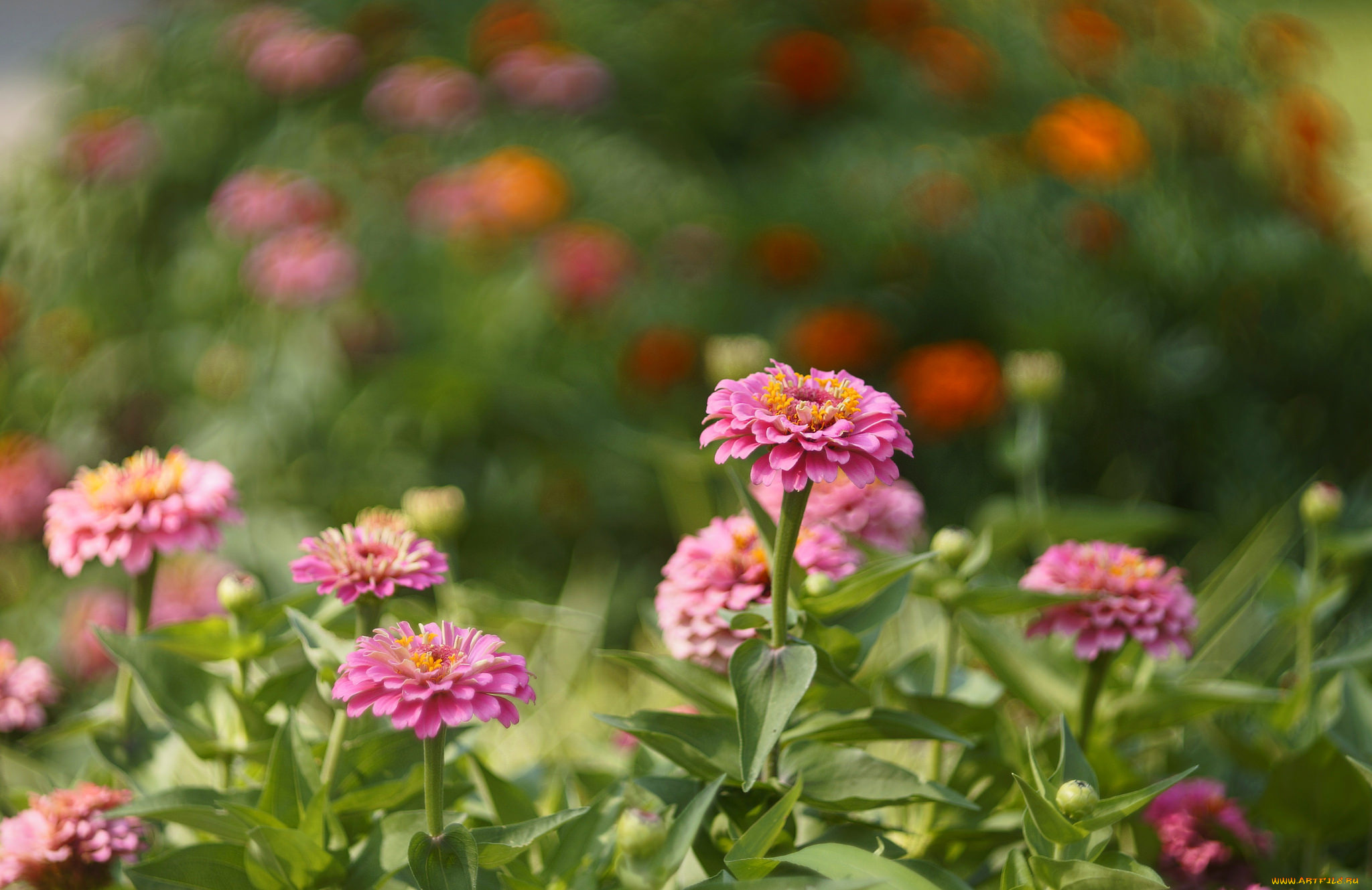 цветы, цинния, цветение