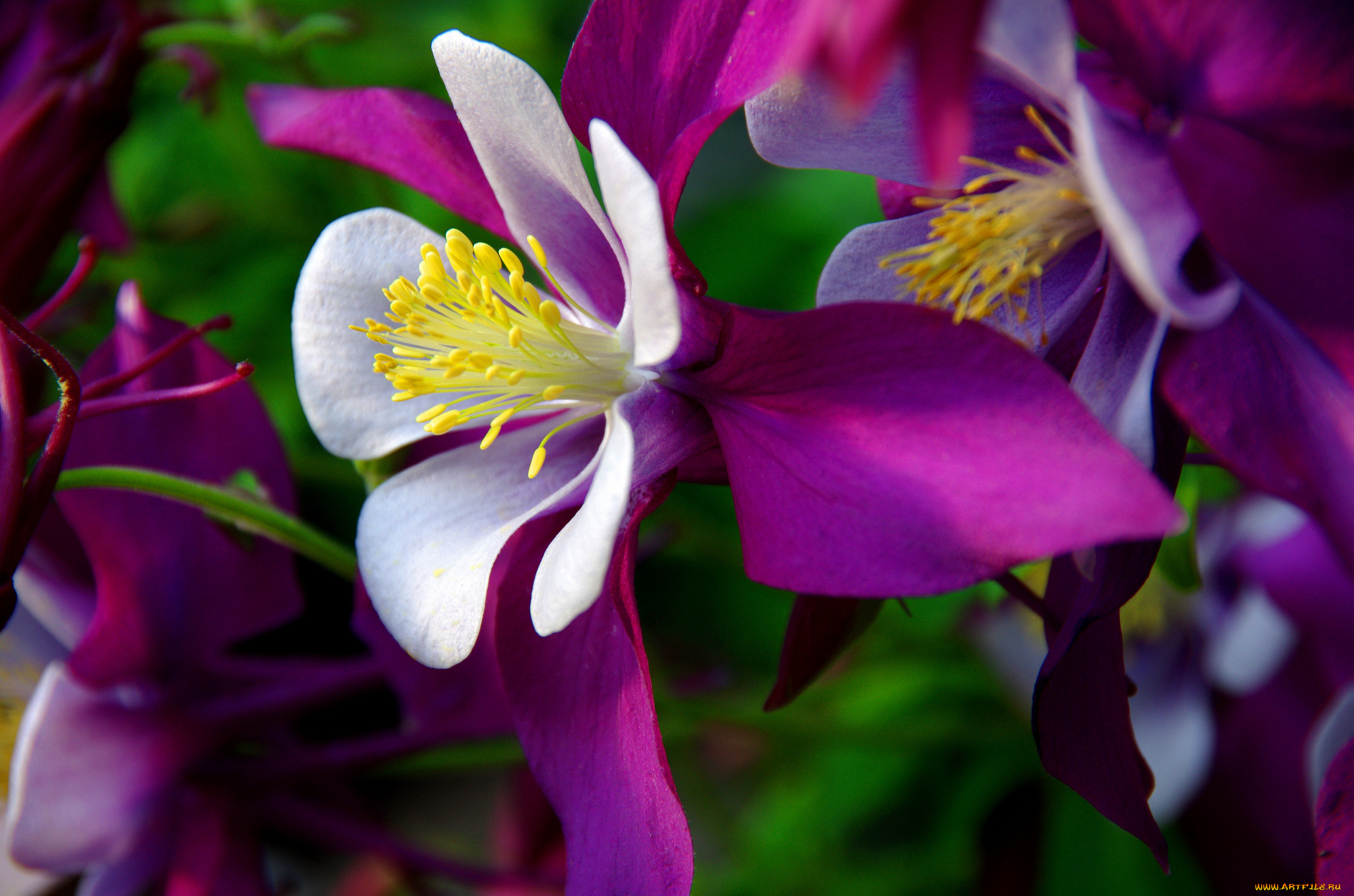 цветы, аквилегия, , водосбор, цветение