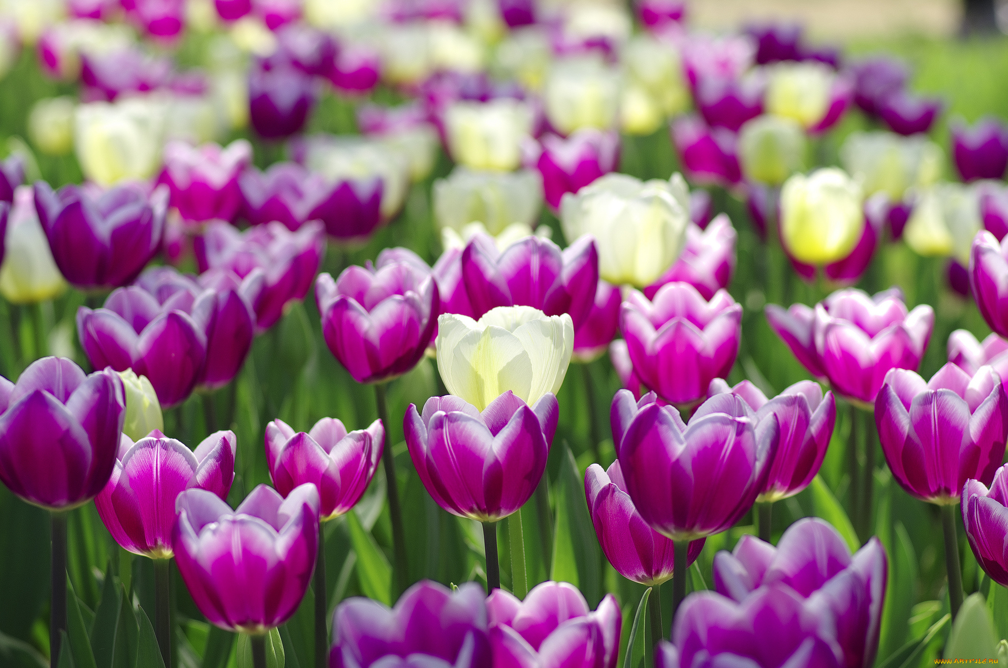 цветы, тюльпаны, цветение