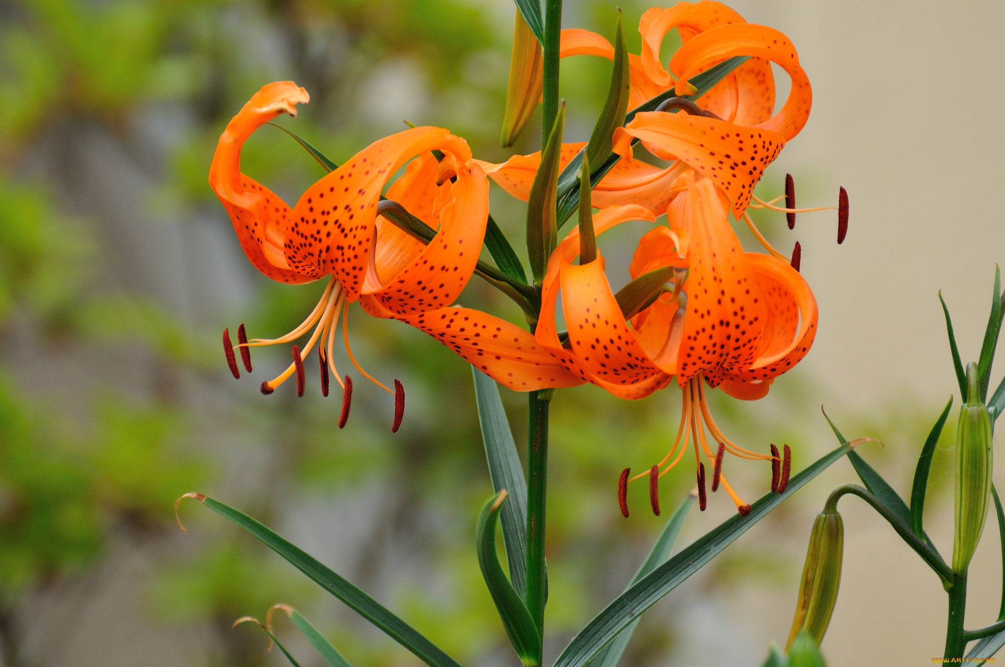 цветы, лилии, , лилейники, оранжевые, цветение, листья