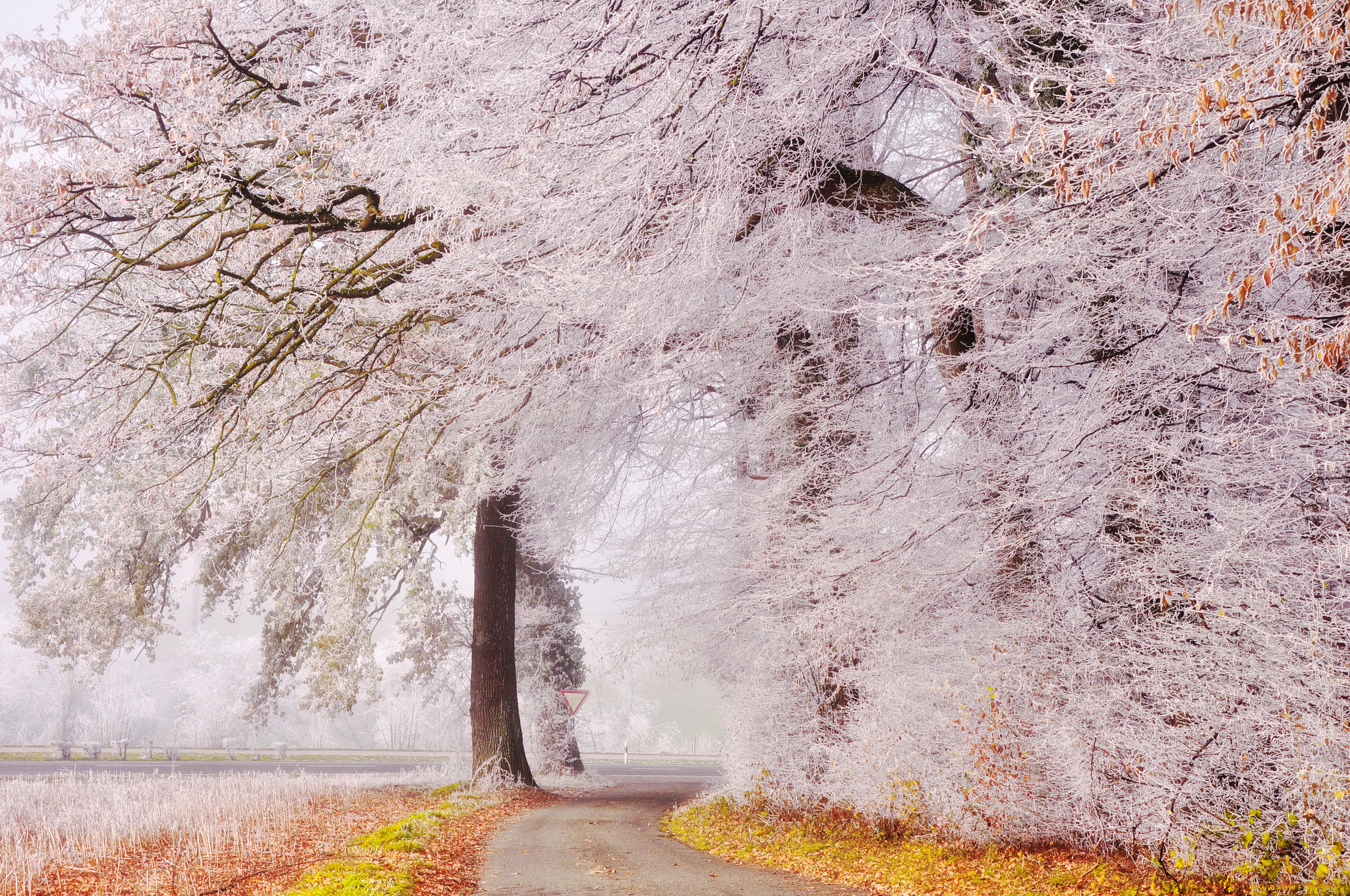природа, дороги, иней, деревья, дорога, парк, осень