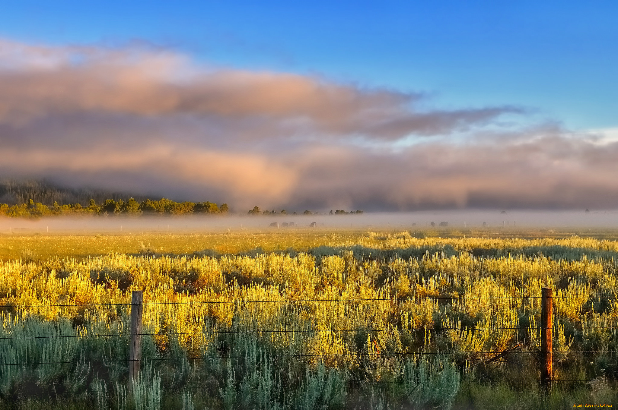 природа, поля, поле, цветы, изгородь, дымка