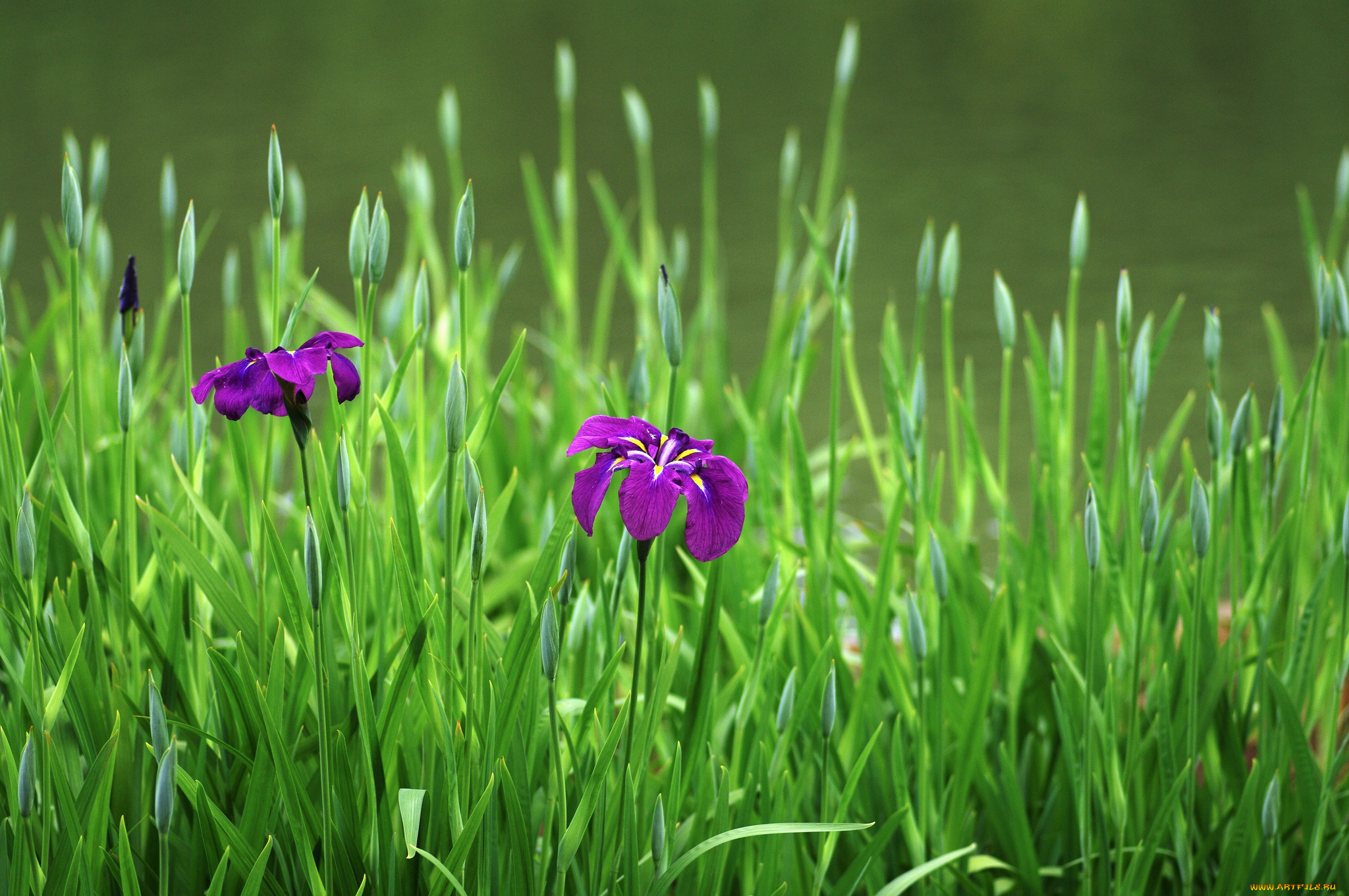 цветы, ирисы, ирис, цветение
