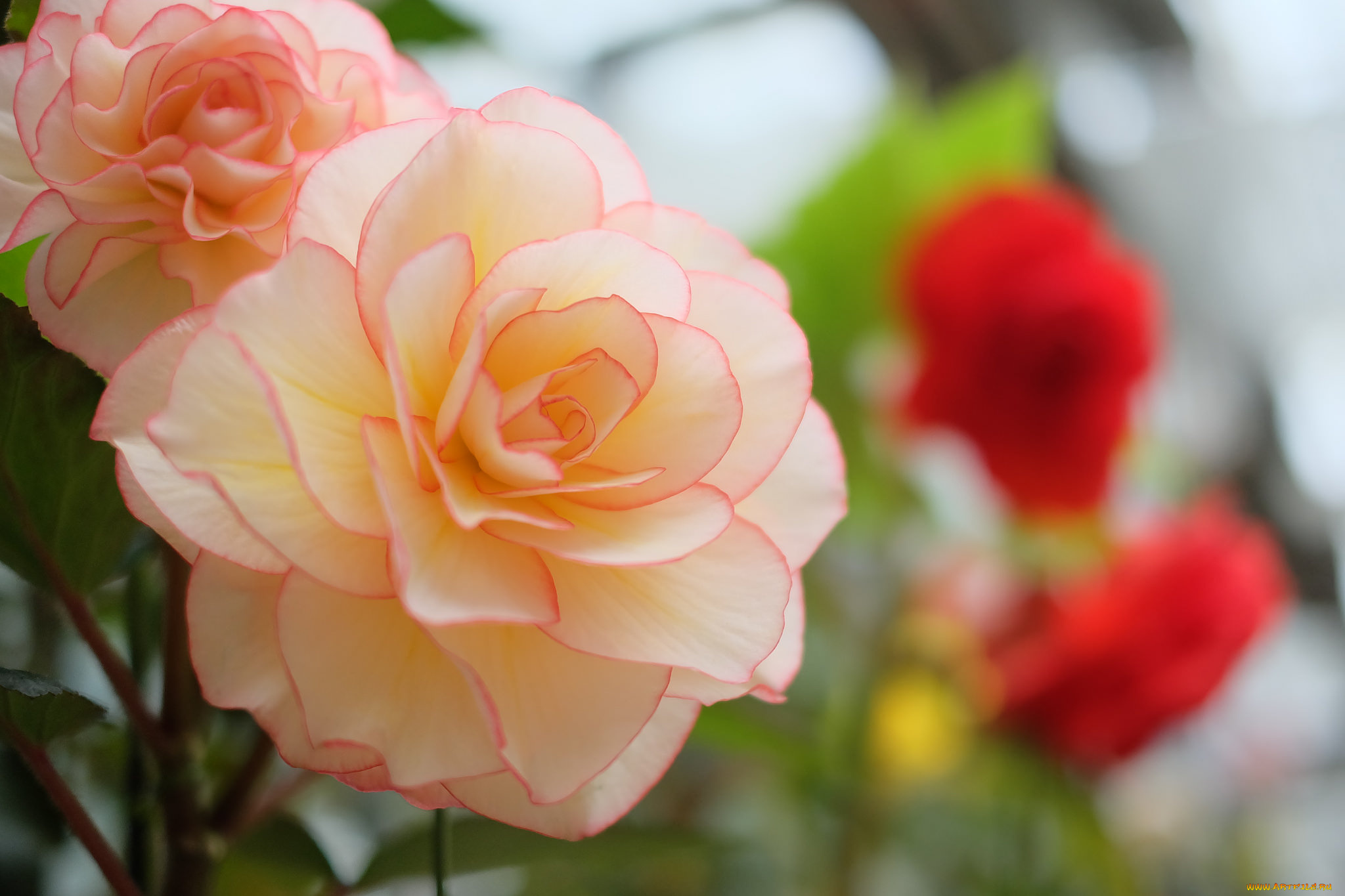 цветы, бегония, цветение