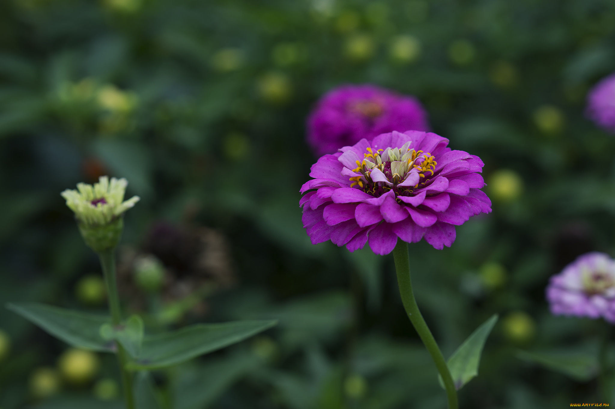 цветы, цинния, цветок, ярко, цветение