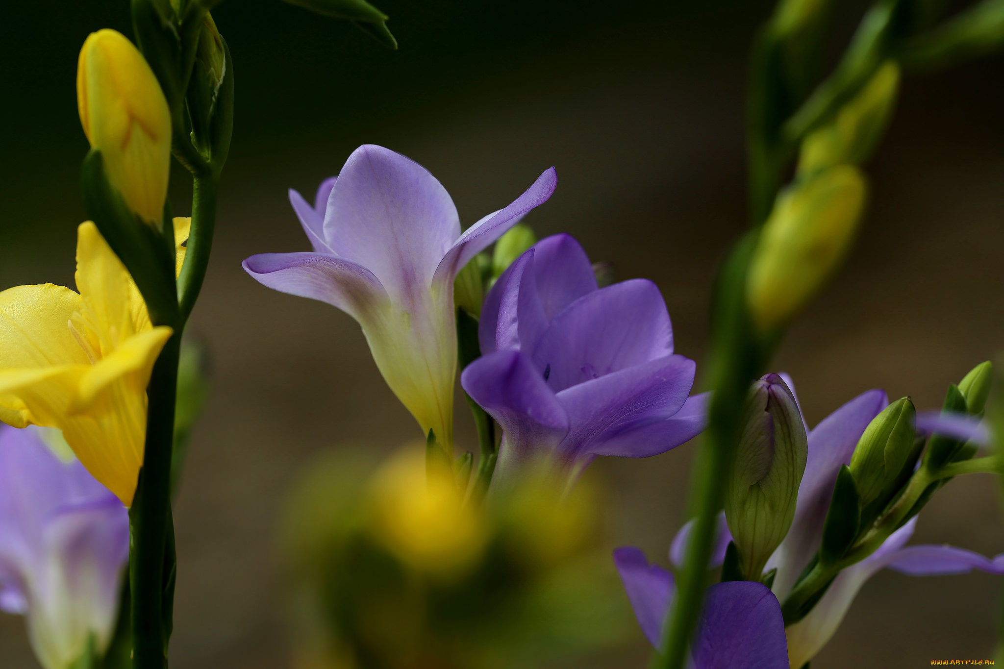 цветы, фрезия, цветение