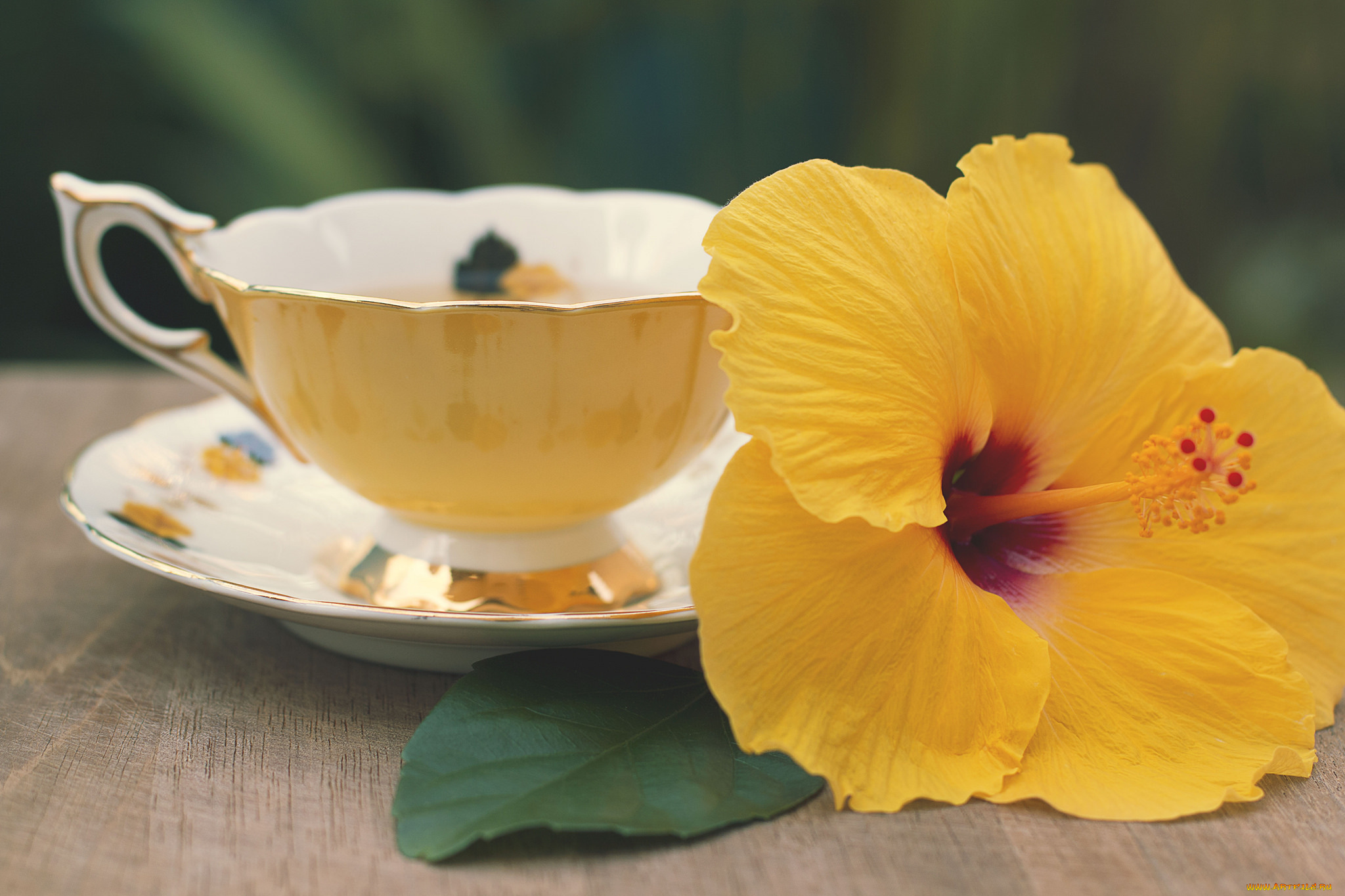 цветы, гибискусы, гибискус, чашка, листик