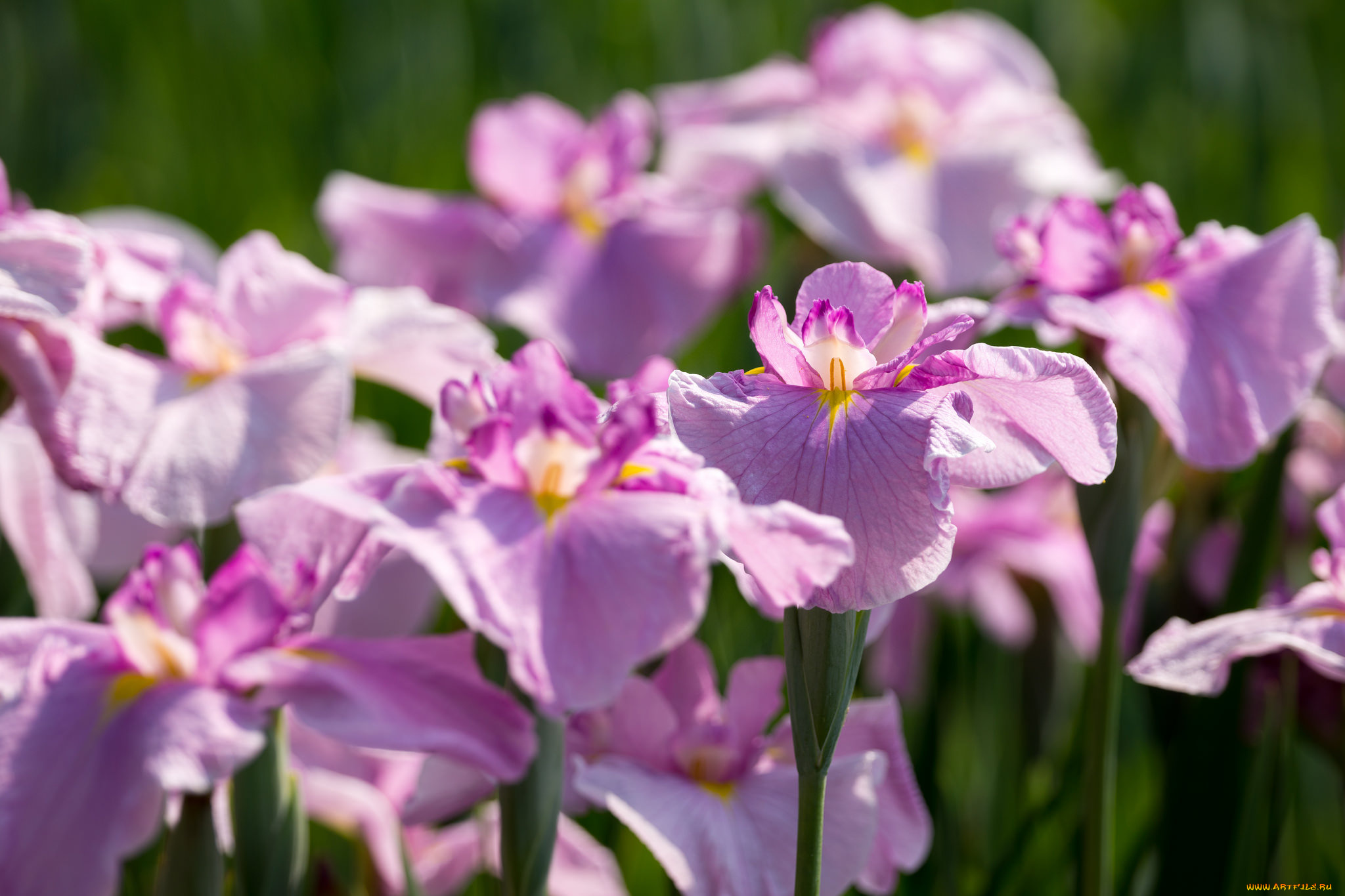 цветы, ирисы, стволы, нежно, цветение