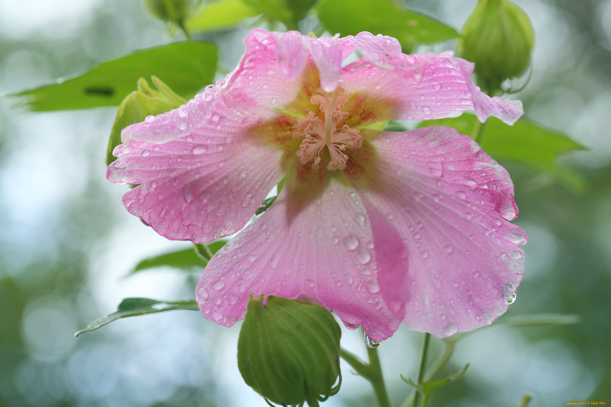 цветы, мальвы, цветение, капли, мальва, листья