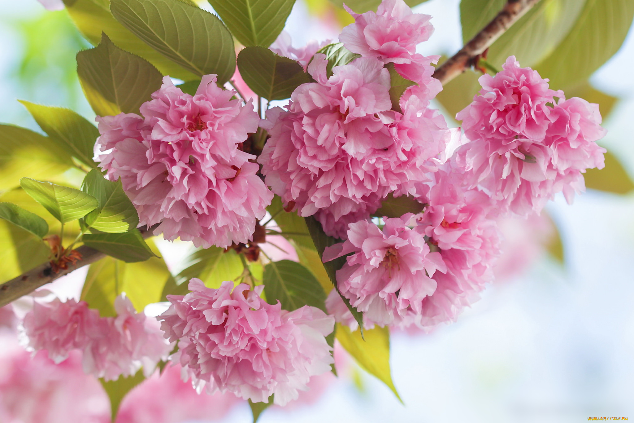 цветы, сакура, , вишня, листья, дерево