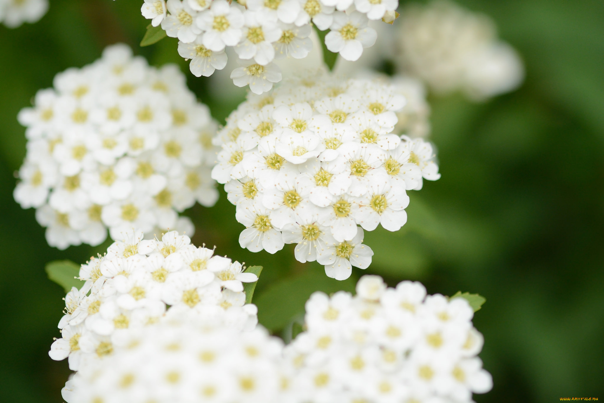 цветы, таволга, , спирея, , лабазник, цветение