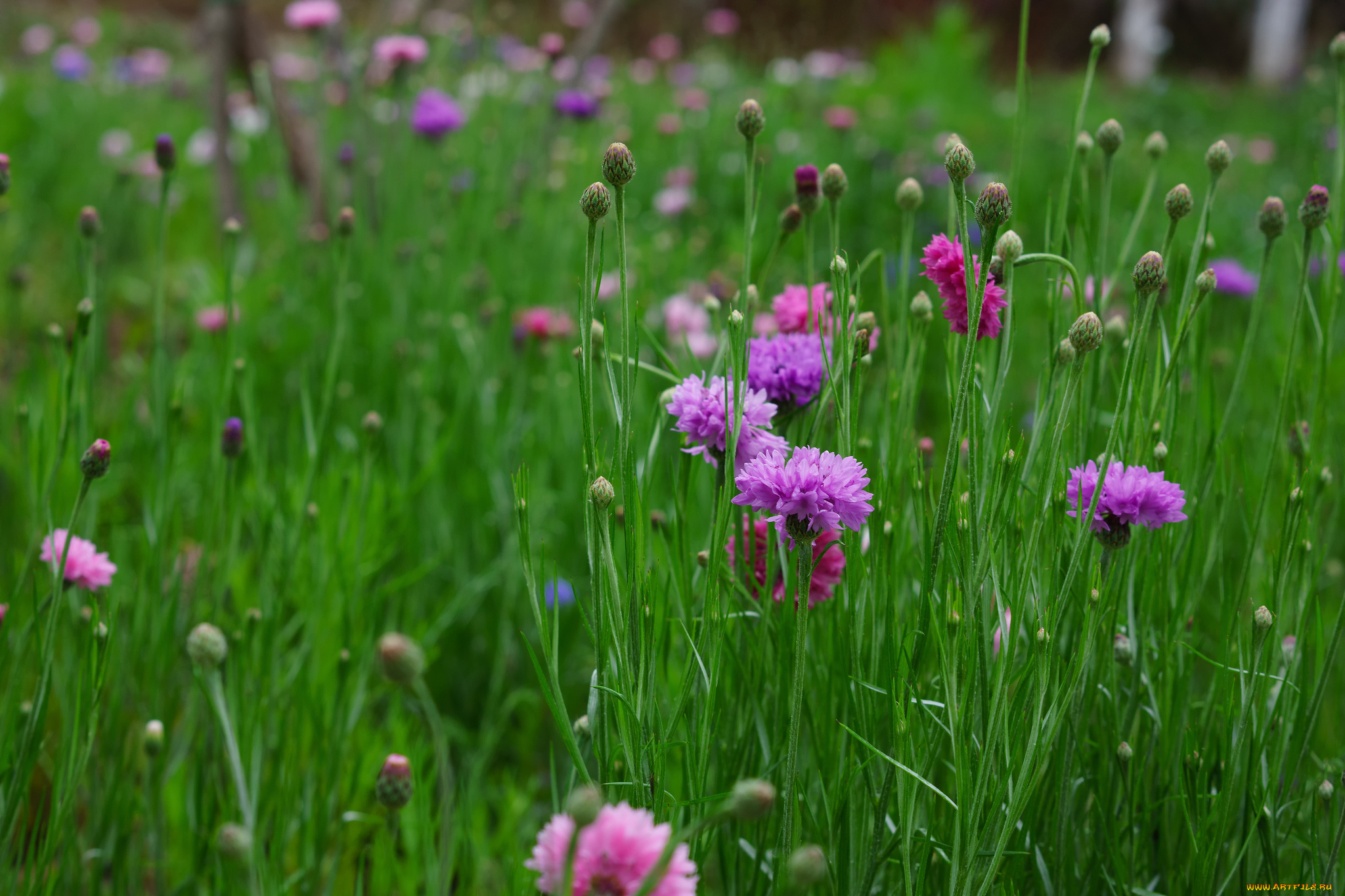 цветы, васильки, цветение, листики
