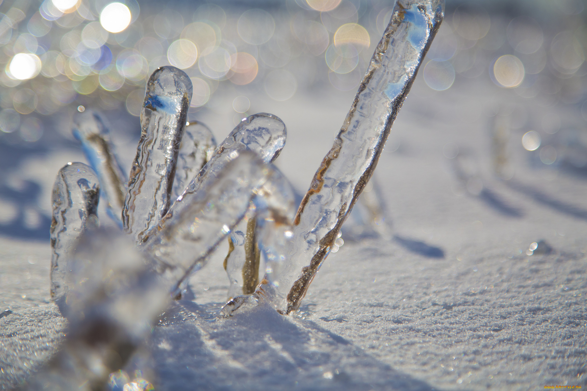 природа, макро, боке, снег, зима, лед, лёд