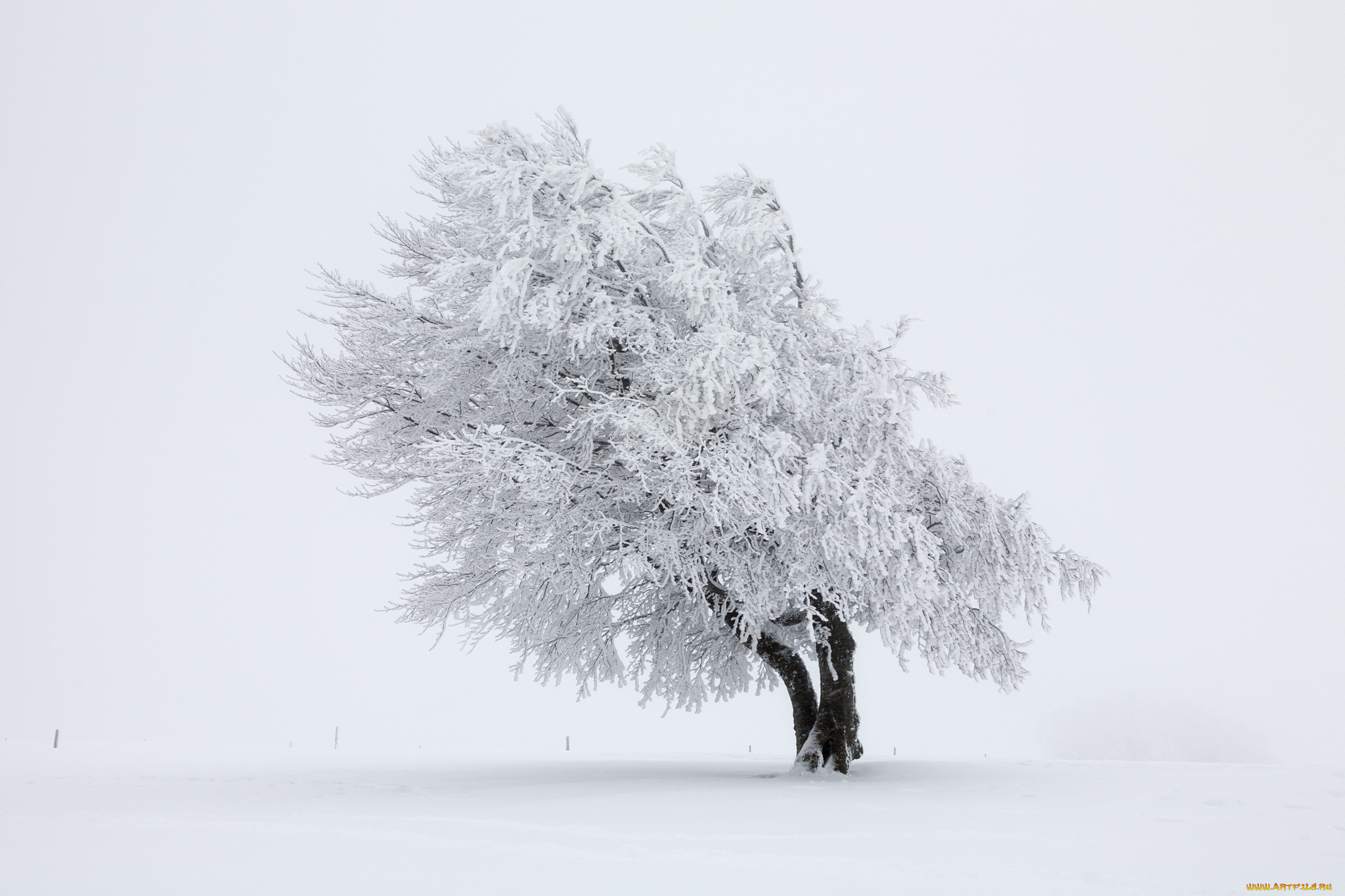 природа, зима, дерево, снег