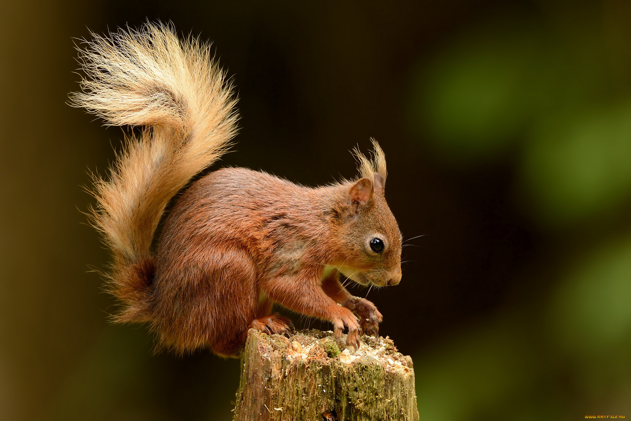 животные, белки, белка