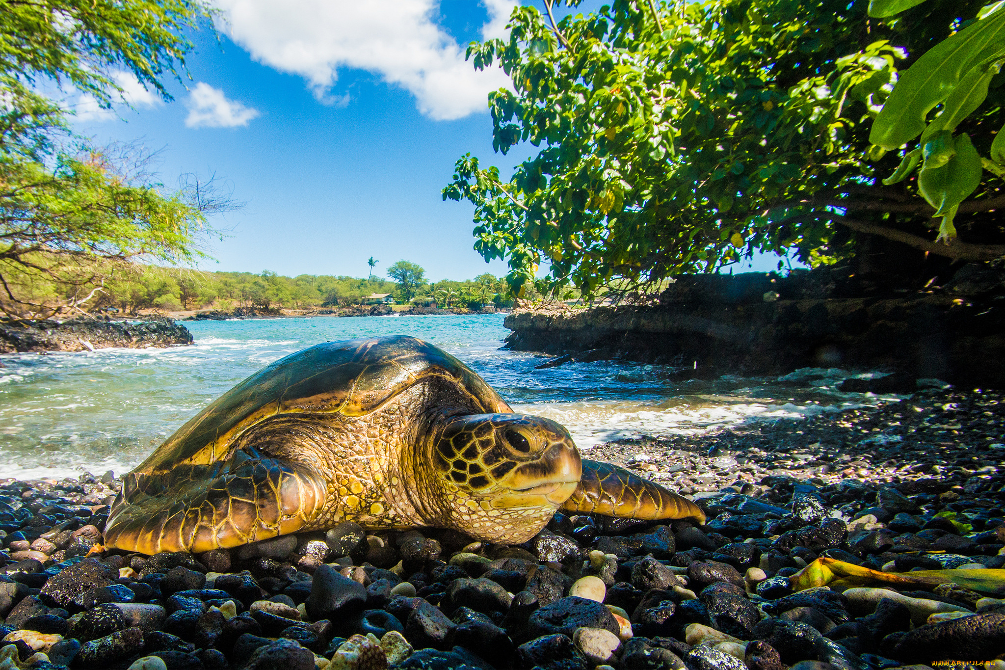 животные, Черепахи, морская, черепаха