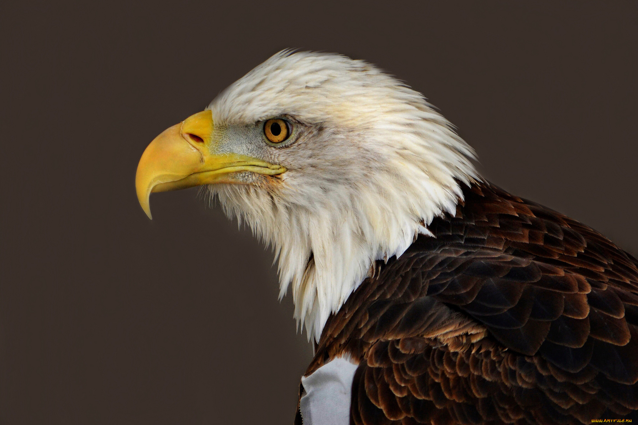 животные, птицы, -, хищники, орлан, белоголовый